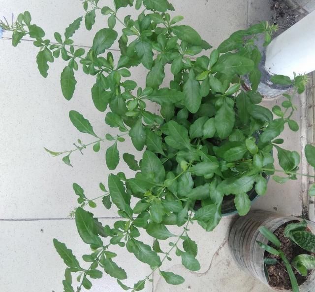  「地方」阳台养一盆它，3个月植株长大3倍，开花上百朵，变成开花机器