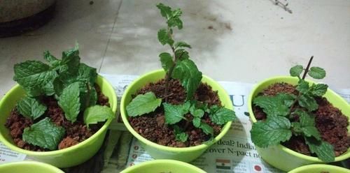  『盆栽植物』我用这方法扦插繁殖了几十盆的植物，薄荷、吊兰轻松培育