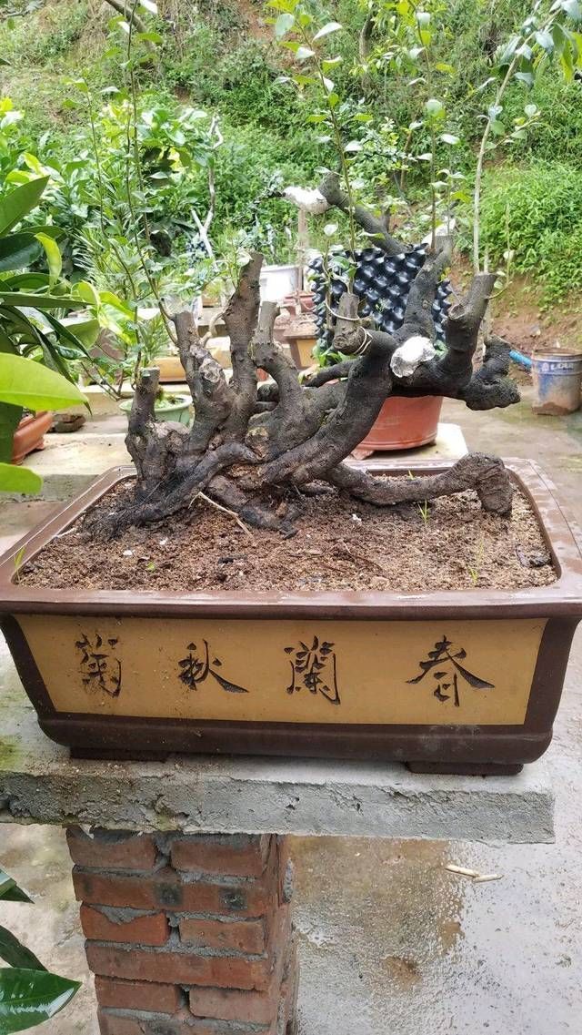 『剪剪』一本丛林金弹子盆景长得好慢,好久才能成型,玩盆景就该有耐心