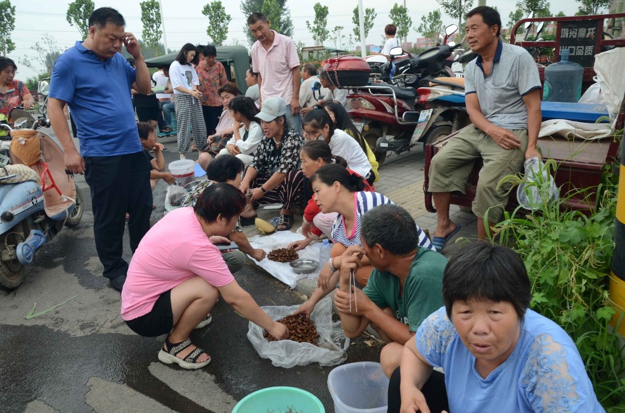 河南农民大叔集市上卖知了猴，一个六毛多钱，一天能卖五千个