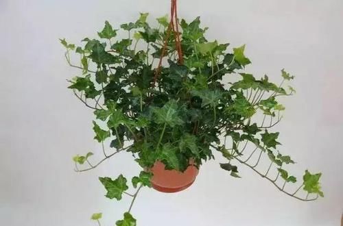  『植物』最适合放在卫生间的10种植物，赶紧养一盆吧！