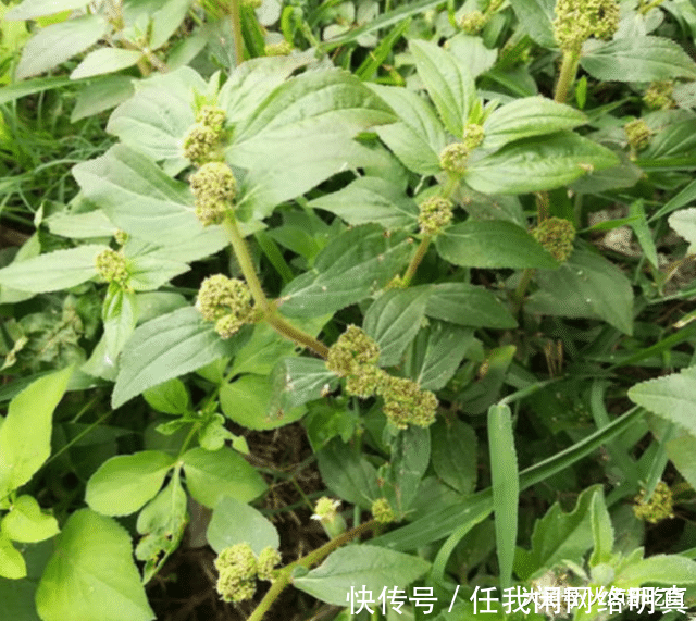  皮肤|农村路边一种野草，广西人用它治一切皮肤湿毒，脚癣泡一泡