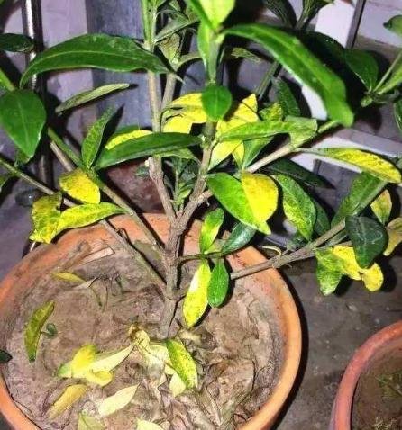  「摆在」在客厅养花，勿摆在此三个位置，不然一星期就黄叶