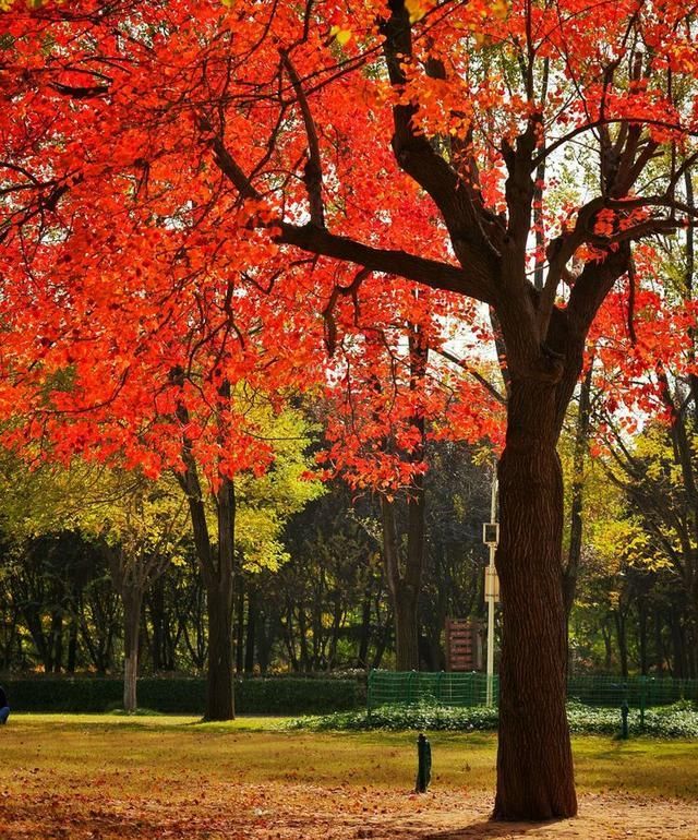 洛阳深秋有多美？隋唐秋色惹人醉，网红树下故事多