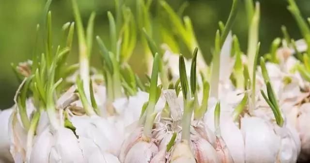  「够吃」阳台就是大菜园，这6种蔬菜都能种，一年不用买菜，全家都够吃