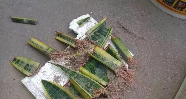  【轻松】养虎皮兰不用买，一片叶子插土里，小苗蹭蹭冒出来，轻松长爆盆！
