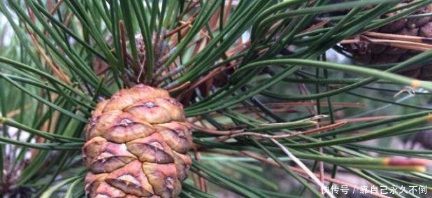 农村住20年都不知道，这个是“野果”这么贵，以前都捡来当柴烧