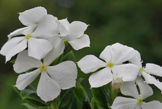  「花型」阳台开花不断，这3种花是最好选择！花型好看花期长好打理易成活