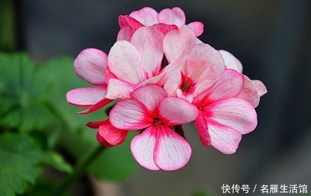  夏天■谷雨前要种好的3种花，好养易活花期长，夏天也能赏花不断