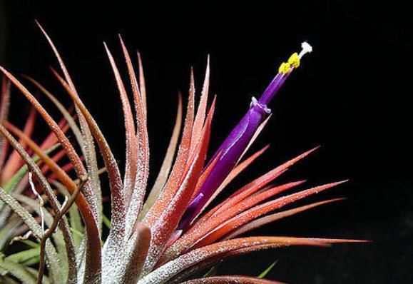  #土壤#随便插个枝就能养活的几种花卉，不用管就能爆盆，简单又好养