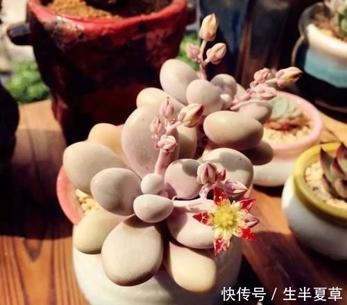  养护：人见人爱的桃之卵，如何养护呢？喜欢桃蛋的赶紧收藏！