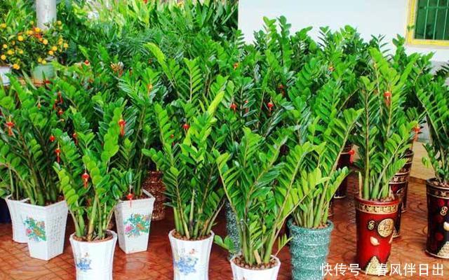 绿翠■金钱树肥厚绿翠,造型整齐划一,寓意好实在招人喜欢