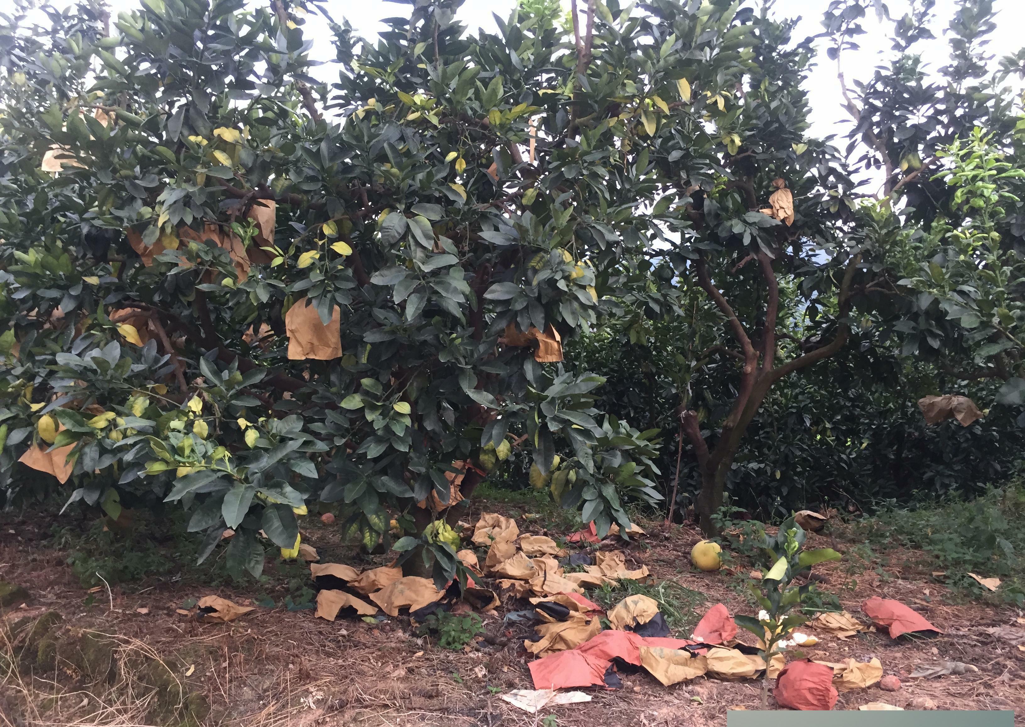  #柚子#9毛2一斤全部低价卖掉，收获万斤不如养头猪，这事要怪谁