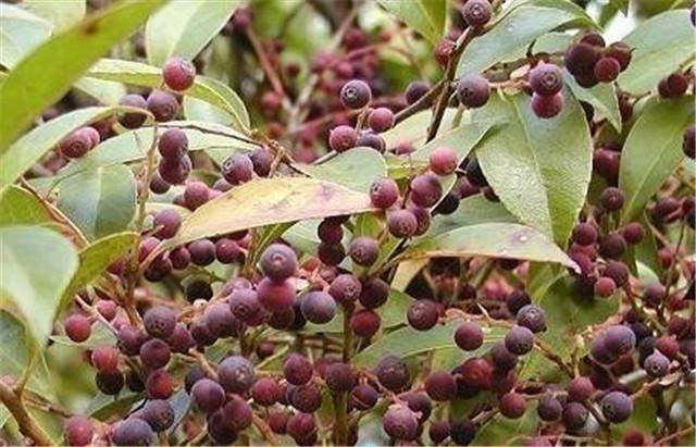  「地上」农村山里的野果落在地上无人采，但城里却卖几十块钱，