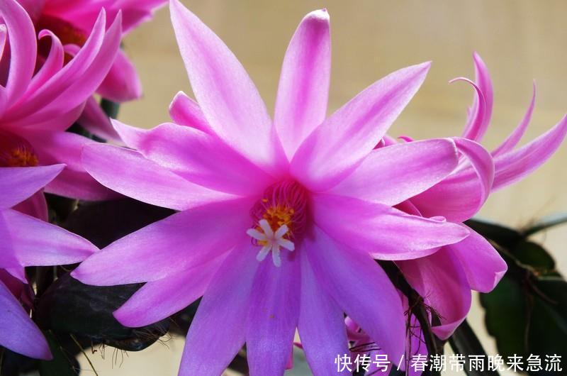  [轻松]如何养护蟹爪兰，掌握这些技巧，养护起来更加轻松