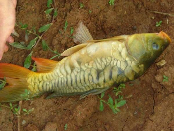  『钓上来』山塘钓上来的鲤鱼，鳞片散乱，样子十分丑陋
