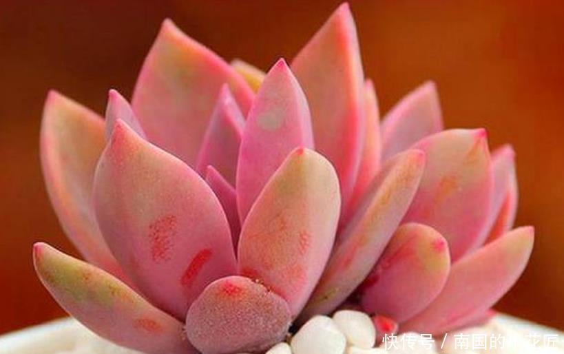 「特别」“3种花”特别适合养卧室,淡淡清香,舒缓疲劳、睡眠好!