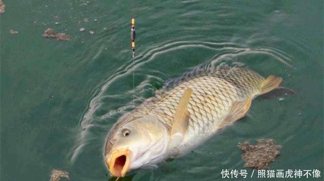 「教育」这几种情况,鲤鱼分分钟教育你,中钩了也提不上来