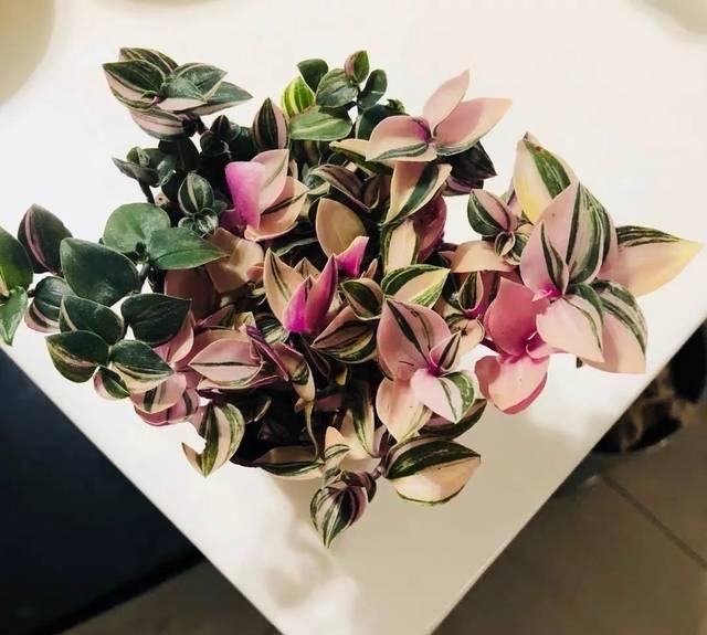  『比花』这几种受欢迎的耐阴花，一养就上瘾，叶子比花美！