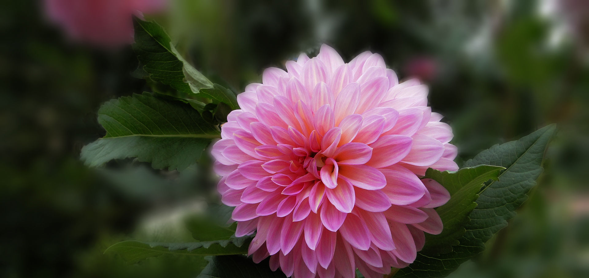  #涨势#养殖大丽花注意这几点，涨势会更好