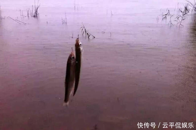  不折不扣：垂钓长江边，不折不扣的当了回“白条杀手”