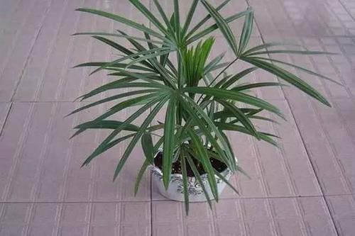 「铜钱草」房间光线不好？那就养这8种耐阴植物！