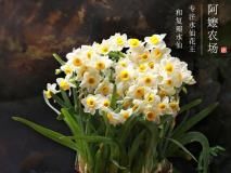  冬季养护■冬季适合养什么花卉？5款冬季开花花卉，总有一款适合您！