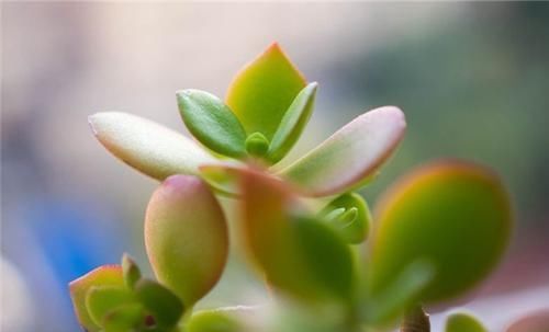  [植物]叶片肥厚的景天科植物，多肉燕子掌，怎样常年保持鲜绿？
