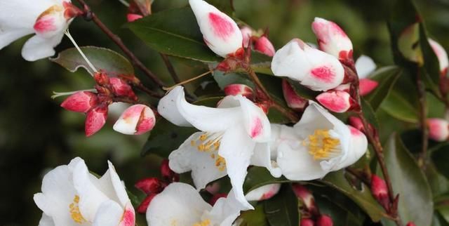  「养山茶花」谦让之花：山茶花，让它在你家阳台绽放起来吧！