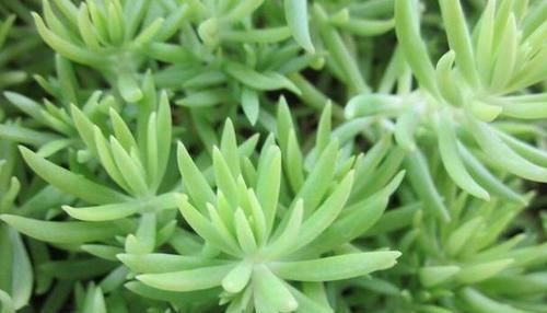 翡翠景天@喜欢菊花，首选此款“菊中精品”火舞，似粉嫩舞者，雅淡清丽！