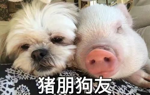 男子|逗你一笑:警察拦住一个骑摩托没带安全帽的男子