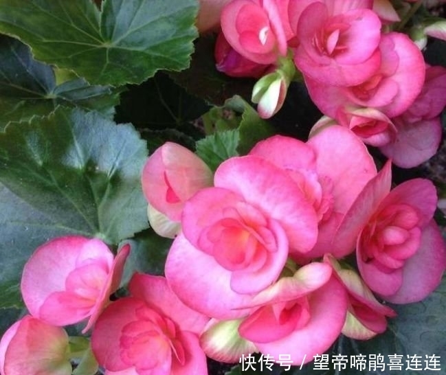  『雅致』3种花很好养，婀娜雅致，叶片油绿，好多花友都喜欢在家里养一棵