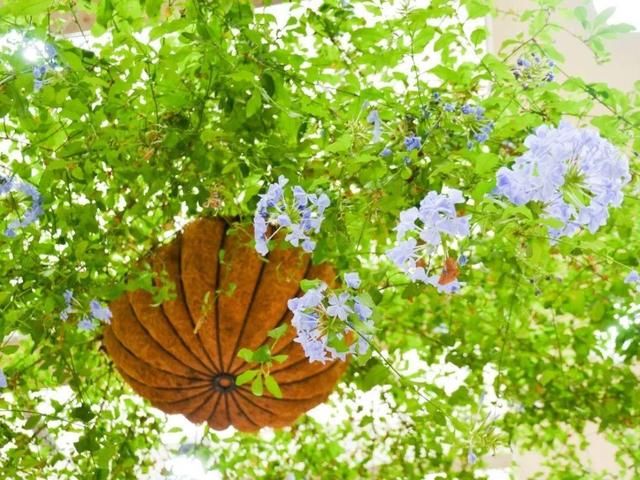  『太美』家里有这6种花，赶紧挂起来，长的快、开花一年比一年多！