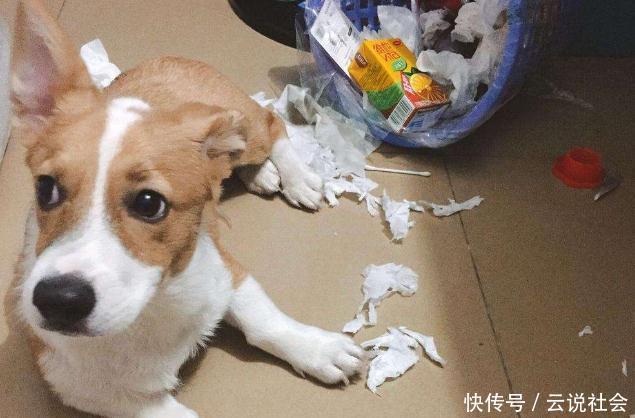  『卫生纸』狗狗最喜欢撕咬下面5样东西，宠主要看好，不然会让你“头疼”