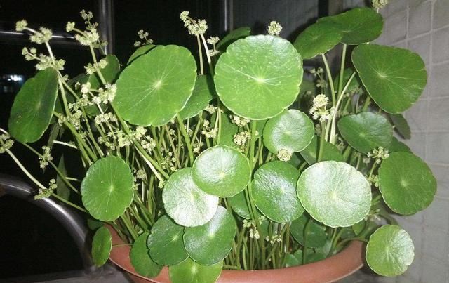 『影响』这2种绿植很难开花,一发现直接剪掉,不然影响植物生长状态