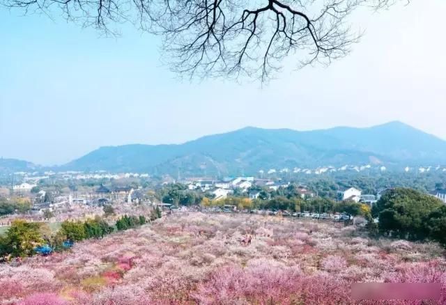 「樱花」中国这些花开成海的地方,美极了