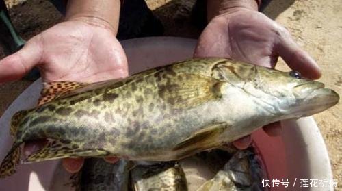 【垂钓】野生鳜鱼,非常美味,有哪些垂钓方法呢