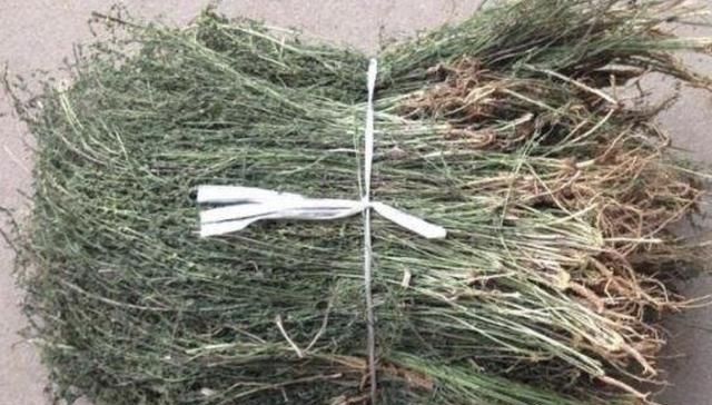  别称■1种杂草有“20厘米高”，人称“百蕊草”，采摘晾干，1斤3