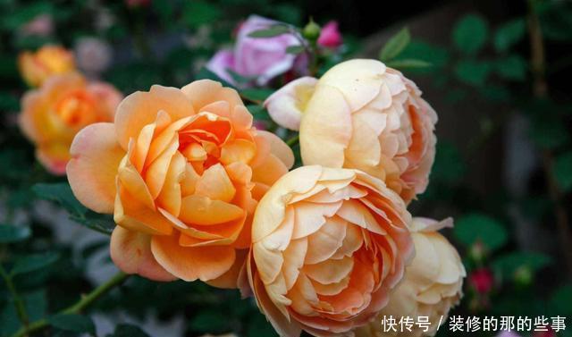 『漂亮』养花就养此3种,花大色艳开花漂亮,家里养一盆,高端大气上档次