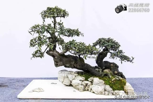 把温江盆景卖到欧洲去
