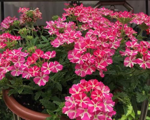 『盆栽』家养盆栽植物,选“铺地锦”,花色五彩缤纷,花期达半年