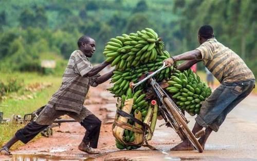  黑人|中国农村很常见，引入非洲却成了当地神器，黑人痛恨来得太