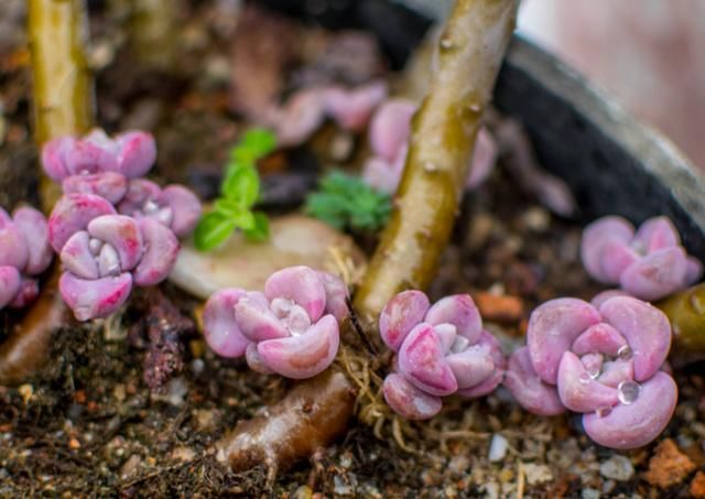  「花草」养多肉紫乐 ，这“3怕”定要躲避，现在改正，上色简单爆头快