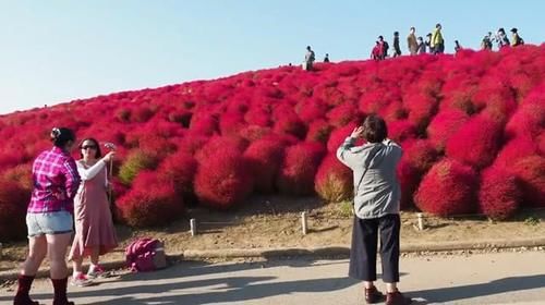  全身@这植物全身都是“宝”，在中国被视为野草，在日本却身价翻倍！