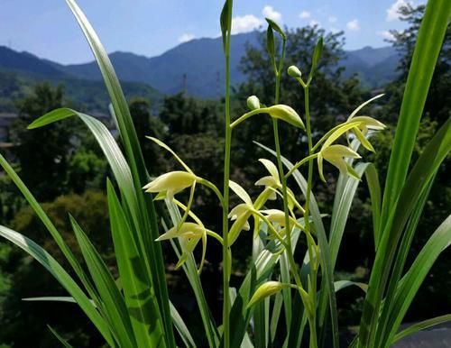  养护兰花@兰花一冒新叶老叶就发黄？排除3个雷区，新芽蹭蹭冒，开花开爆盆