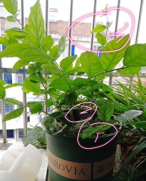  [不难]茉莉花徒长不开花？老花匠新招数，修修剪，转转花盆，开花真不难