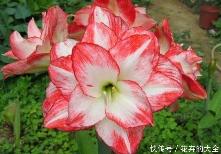  盆栽■“4种花”花朵硕大，花期长，家庭理想花卉盆栽，你最喜欢哪一种
