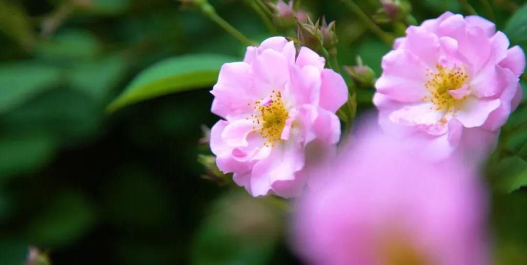  「木香花」老门东，花都开好了！