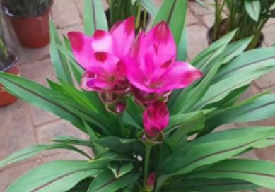  #盆土#盆土里种块“姜”，7天发芽，30天后长出“大荷花”，太漂亮了！