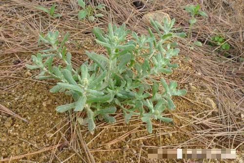  【城里人】曾经当农田杂草，如今成高档野菜，8元一斤，很多人来